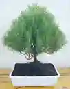 Bonsai De Romero Ingles