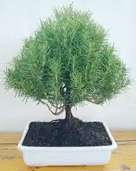 Bonsai De Romero Ingles