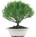 Bonsai De Romero Ingles