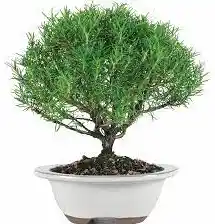 Bonsai De Romero Ingles