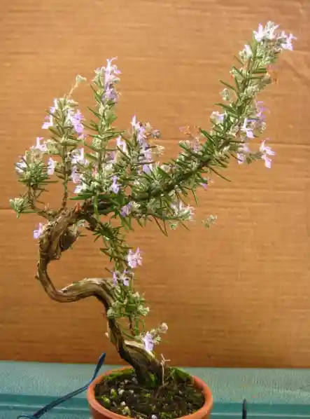 Bonsai De Romero Ingles