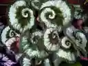 Begonia Caracol