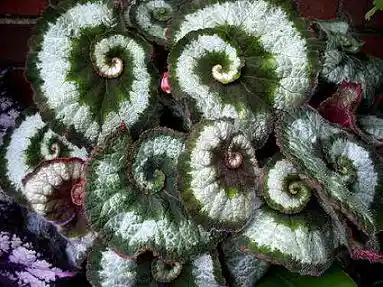 Begonia Caracol