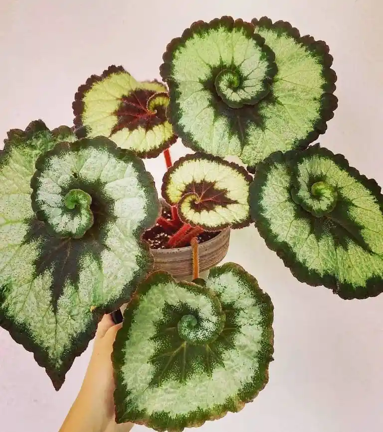 Begonia Caracol