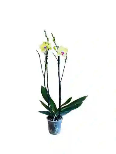 Orquídea Premium 2 Espigas Amarillo Centro Rosa