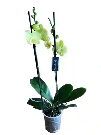 Orquídea Premium Verde Manzana 2 Tallos