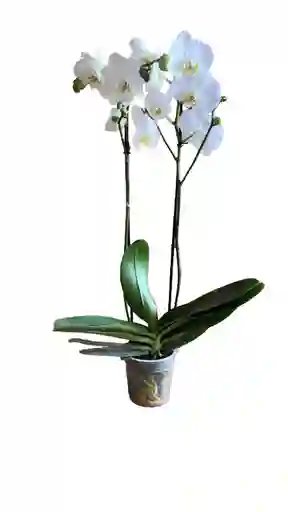 Orquídea Premium Blanca 2 Espigas