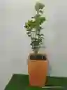 Planta Millonaria