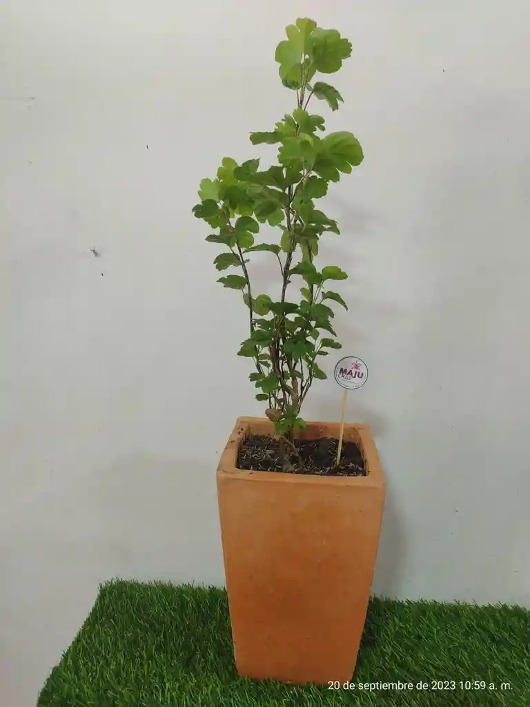 Planta Millonaria