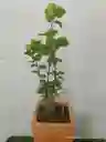 Planta Millonaria