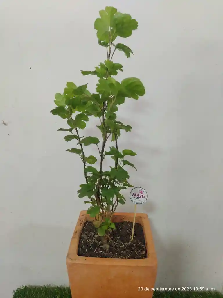 Planta Millonaria