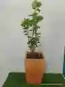Planta Millonaria