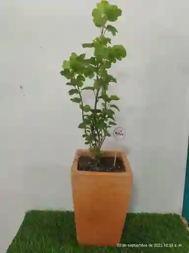 Planta Millonaria