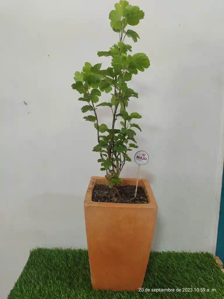 Planta Millonaria