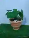 Planta Corazon De Hombre