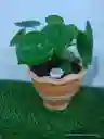 Planta Corazon De Hombre