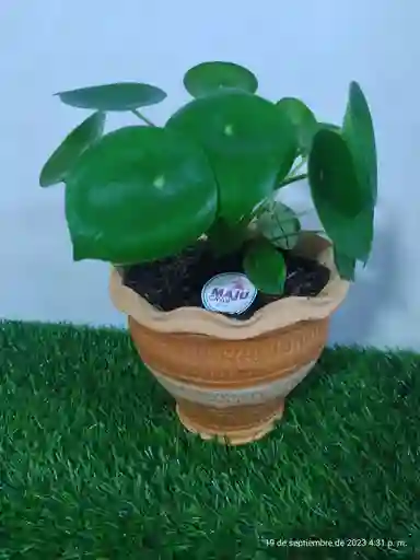 Planta Corazon De Hombre