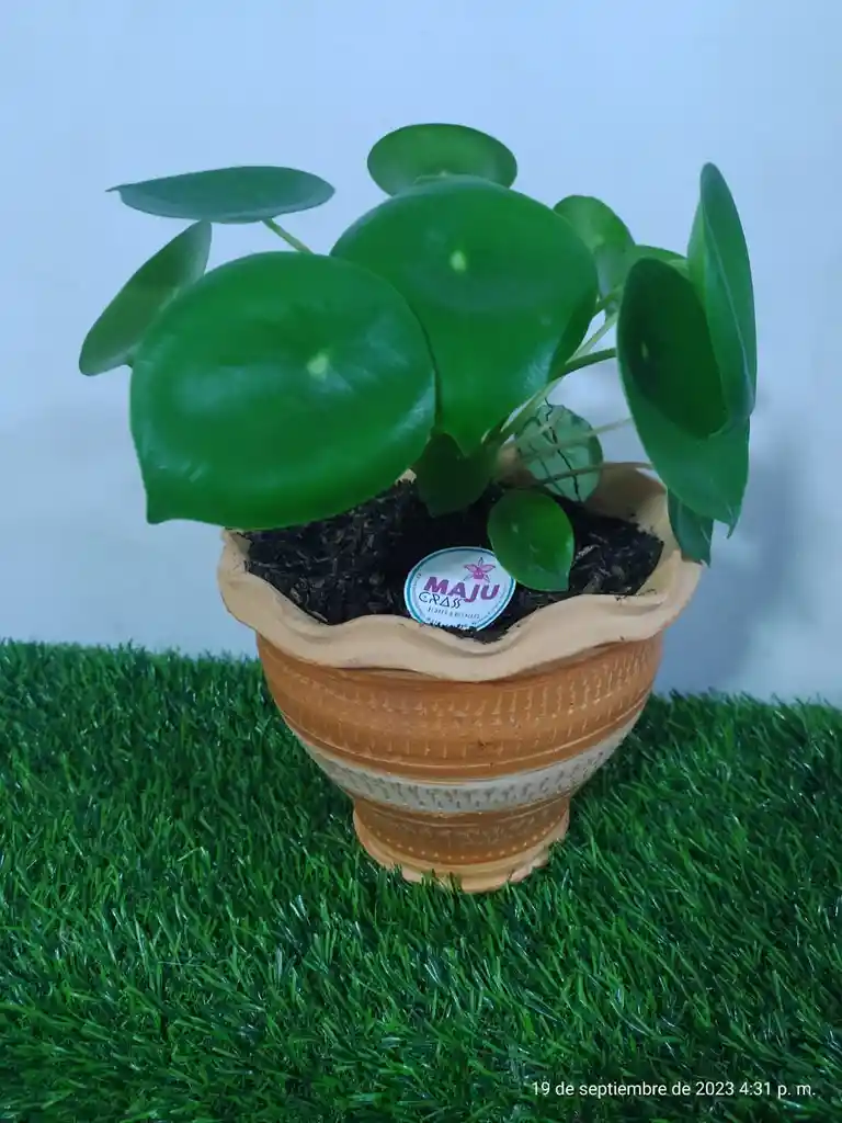 Planta Corazon De Hombre