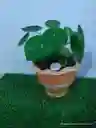Planta Corazon De Hombre