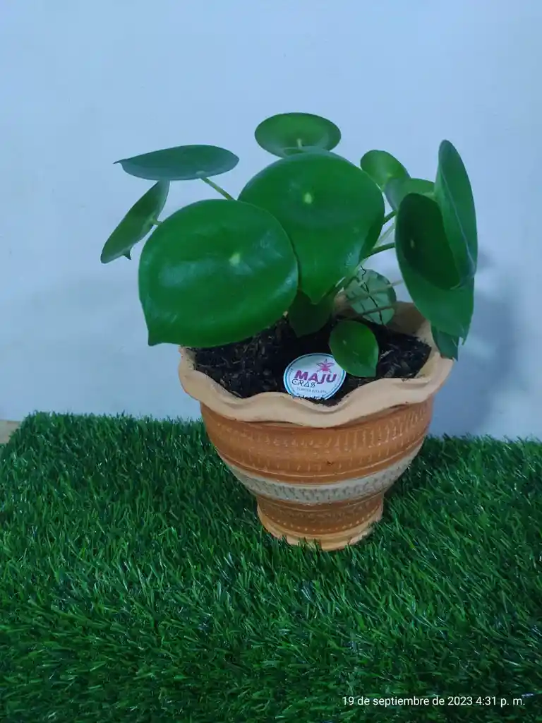 Planta Corazon De Hombre