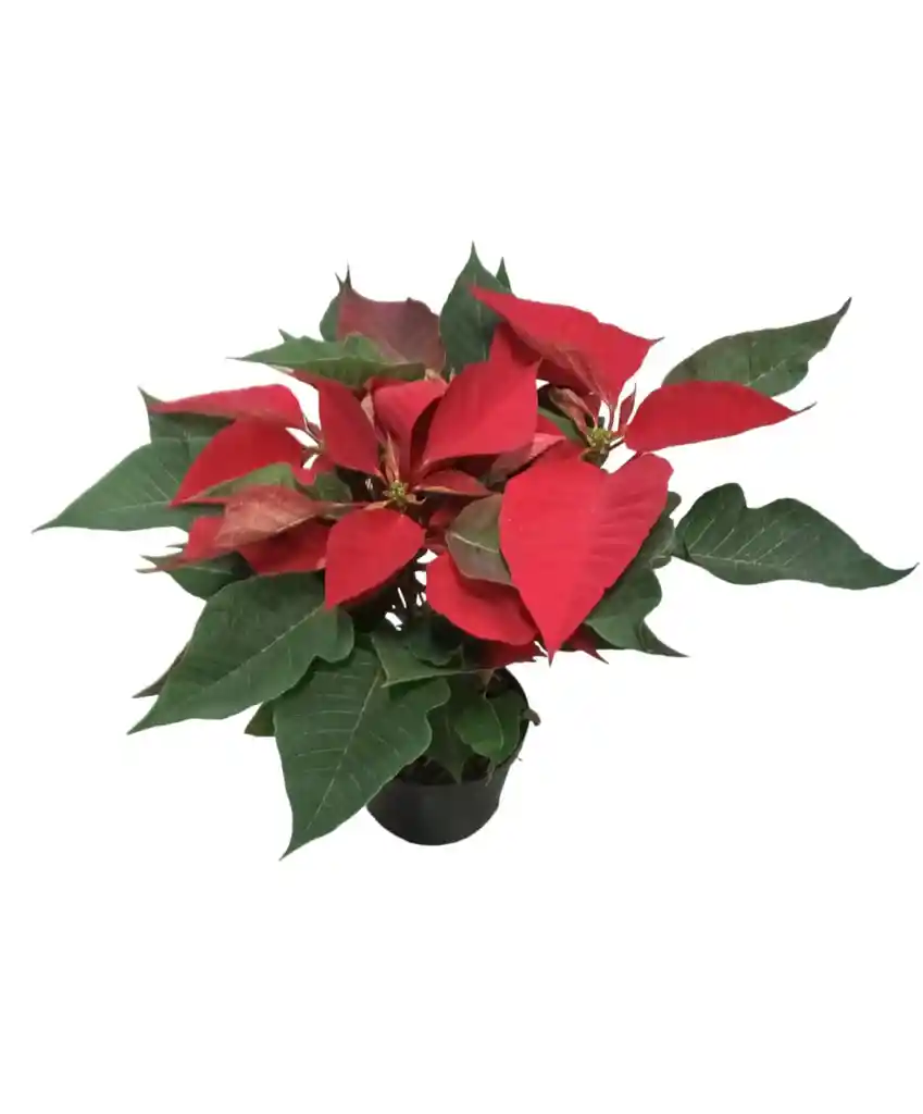 Planta De Navidad Mata Hogar Ornamental Poinsettia Arbol Pascua