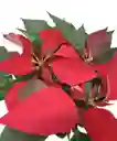 Planta De Navidad Mata Hogar Ornamental Poinsettia Arbol Pascua