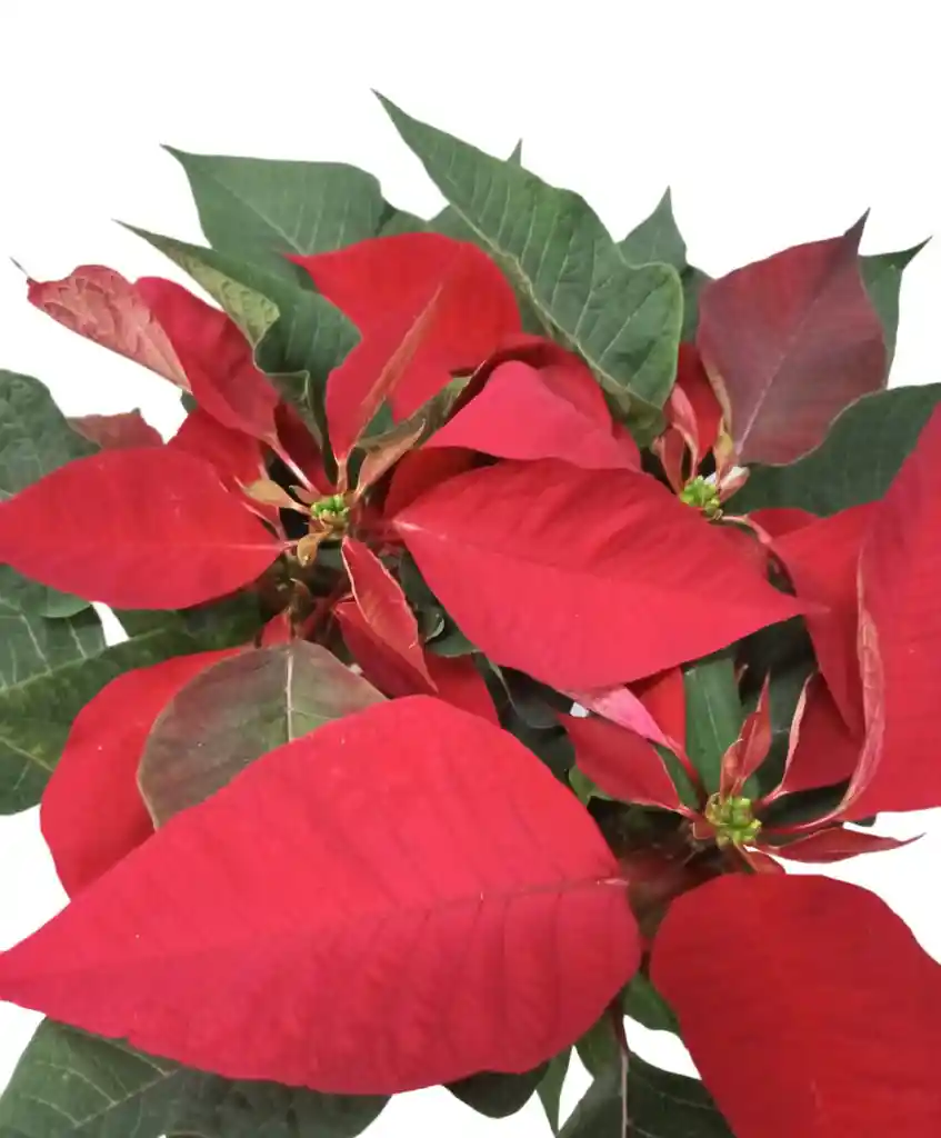 Planta De Navidad Mata Hogar Ornamental Poinsettia Arbol Pascua