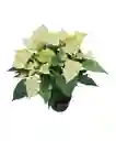 Planta De Navidad Mata Hogar Ornamental Poinsettia Arbol Pascua