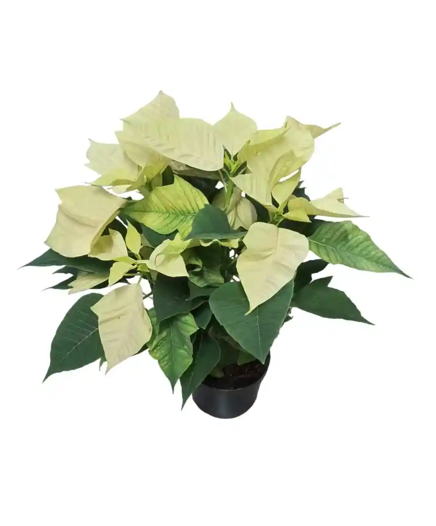 Planta De Navidad Mata Hogar Ornamental Poinsettia Arbol Pascua