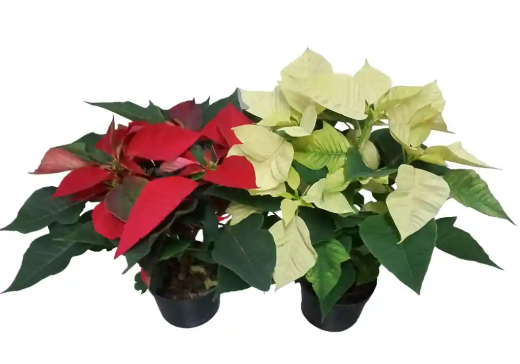 Planta De Navidad Mata Hogar Ornamental Poinsettia Arbol Pascua