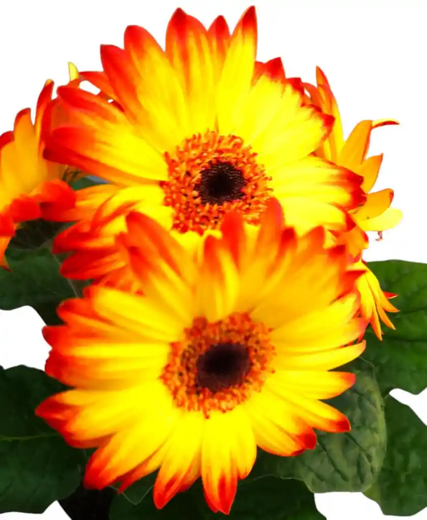 Gerbera Amarilla