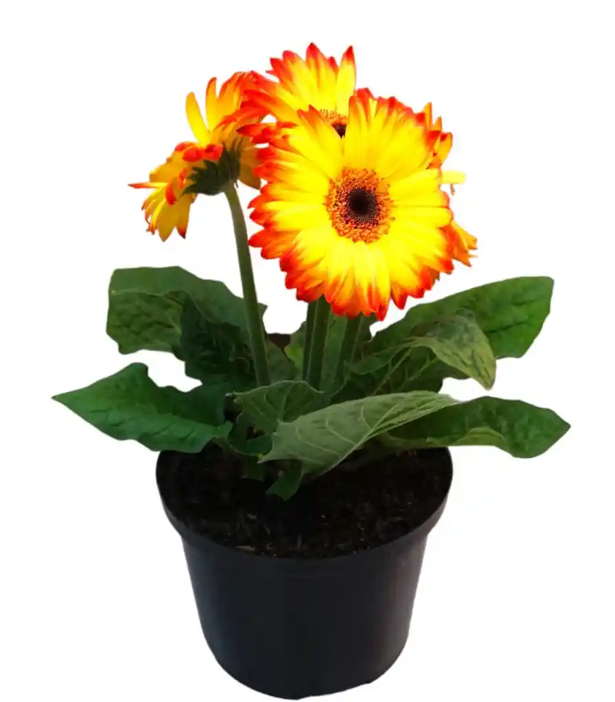 Gerbera Amarilla