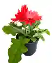 Gerbera Roja