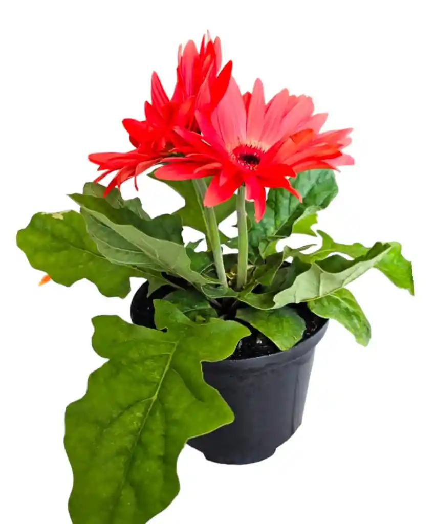 Gerbera Roja