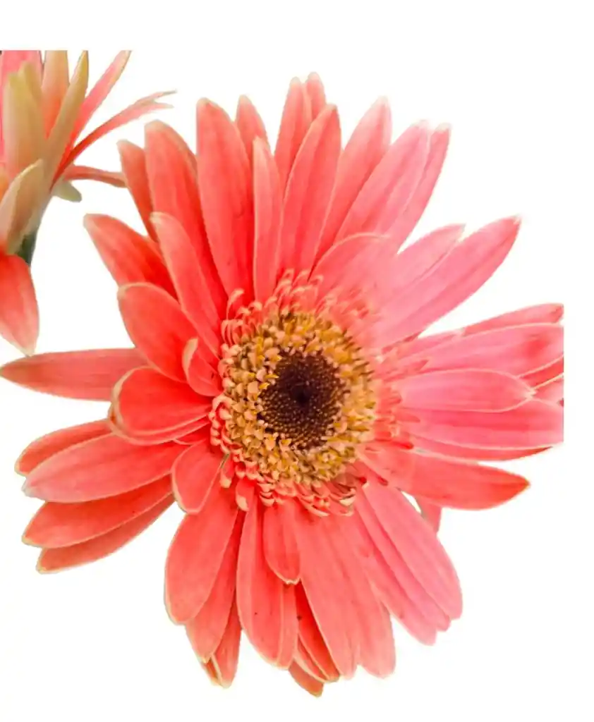 Gerbera Rosada