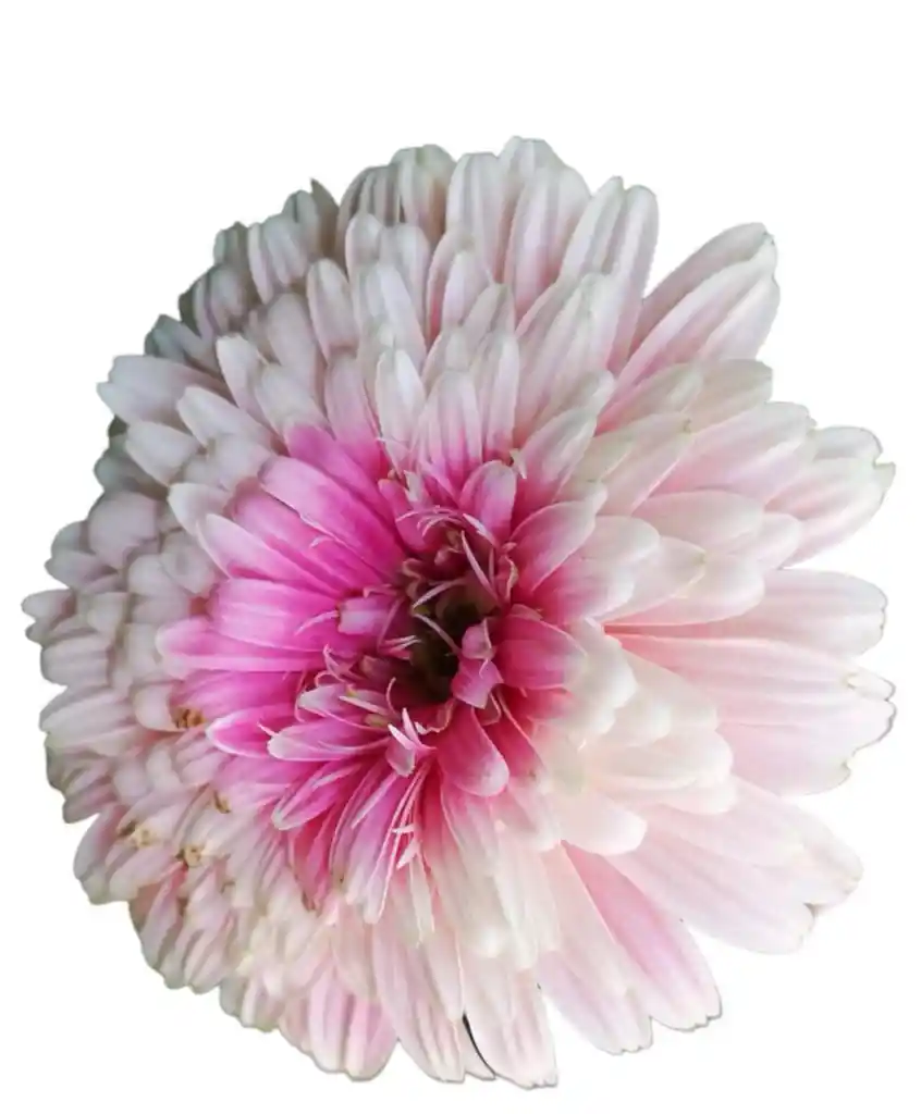 Gerbera Rosada