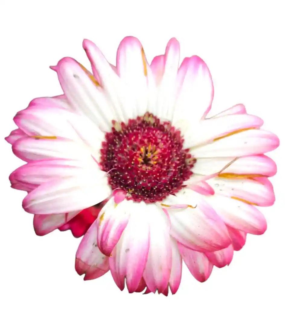 Gerbera Blanca Con Rosada