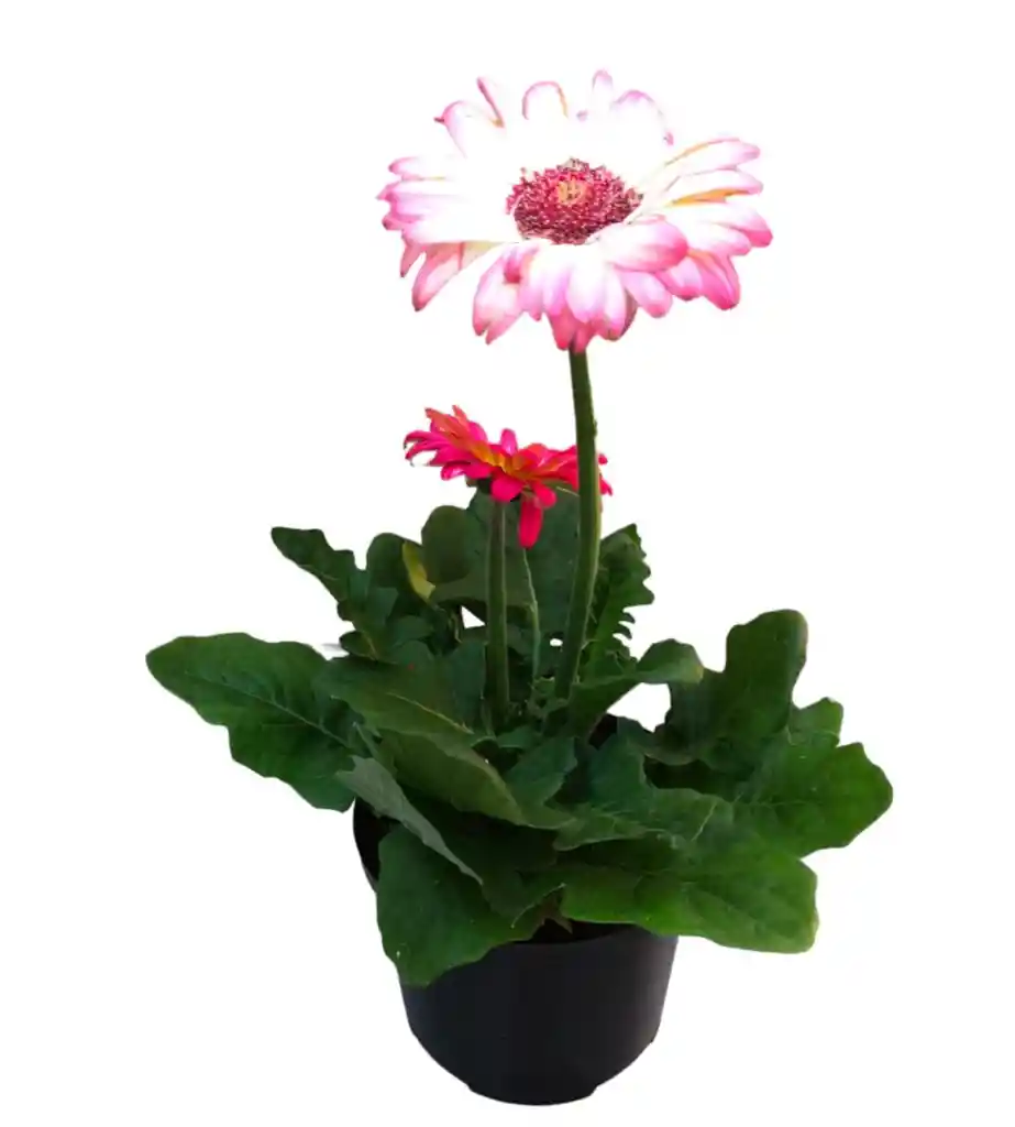 Gerbera Blanca Con Rosada