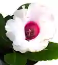 Gloxinia Blanca Con Rosada