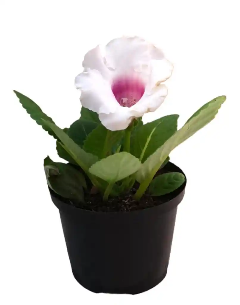 Gloxinia Blanca Con Rosada