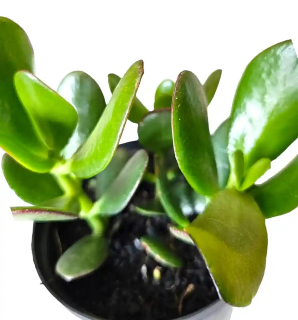 Planta Jade Macho