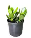 Planta Jade Macho