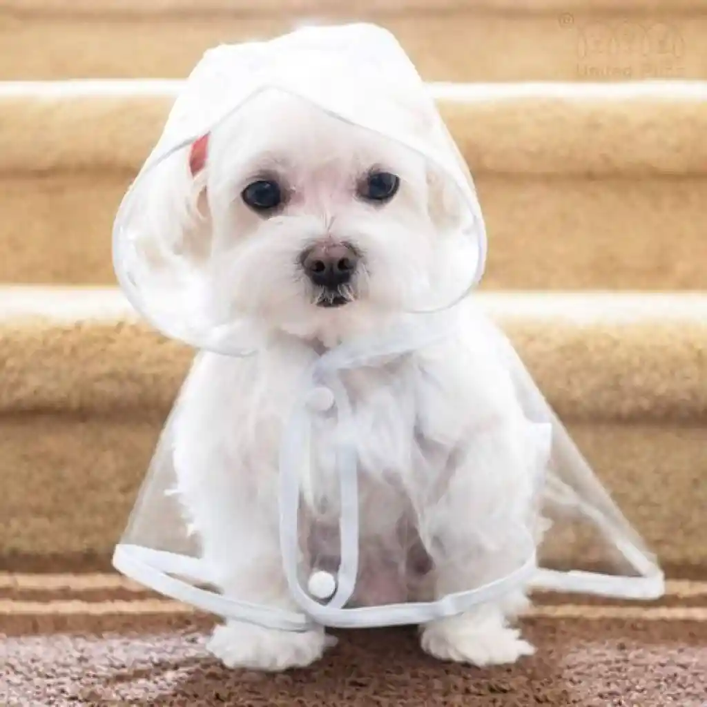 Impermeable Blanco Talla Xs