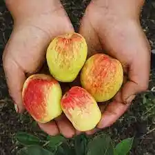 Manzana Agua