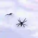 Telaraña Pequeña, Color Blanco