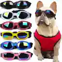 Gafas Plegables Para Mascotas, Color Negro