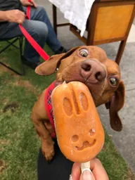 Helados Para Perros