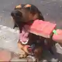 Helados Para Perros