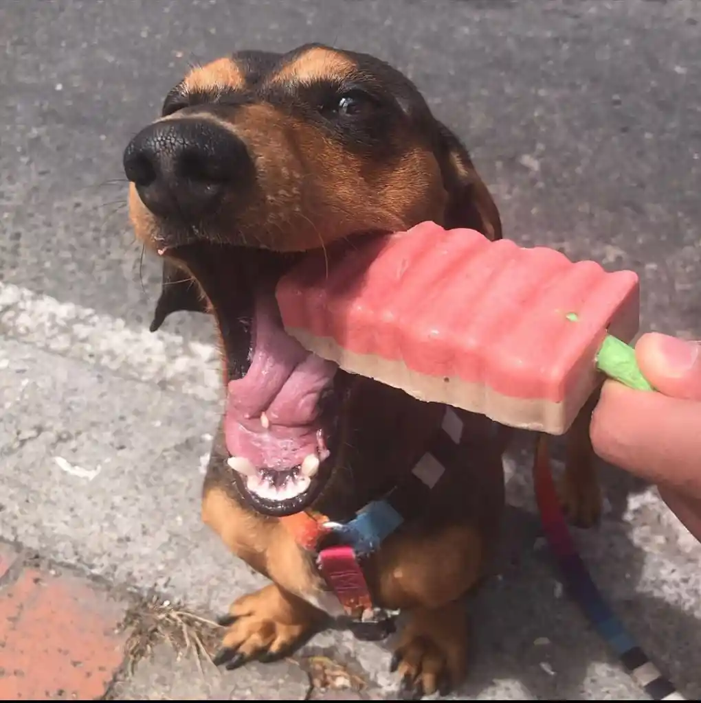 Helados Para Perros