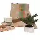 Kit De Regalo Brisa Con Bonsai